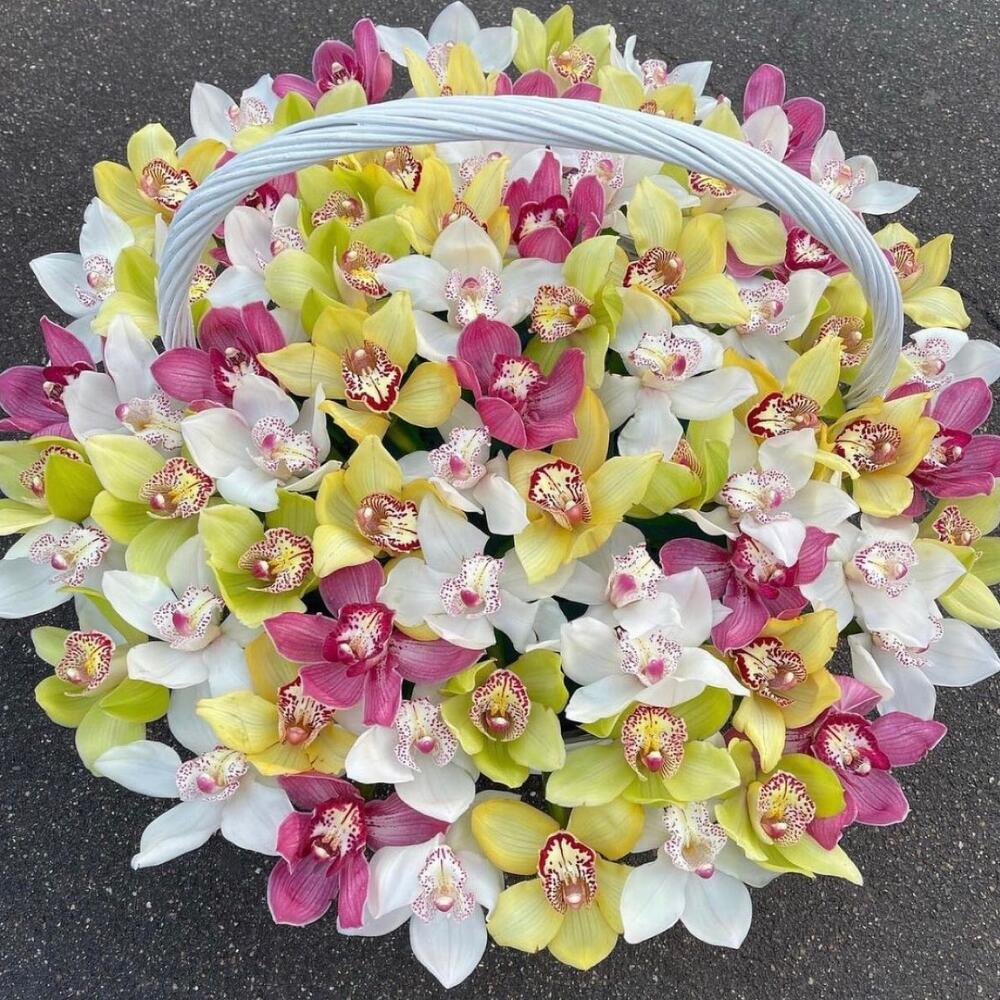 65 орхидей разных цветов в корзине