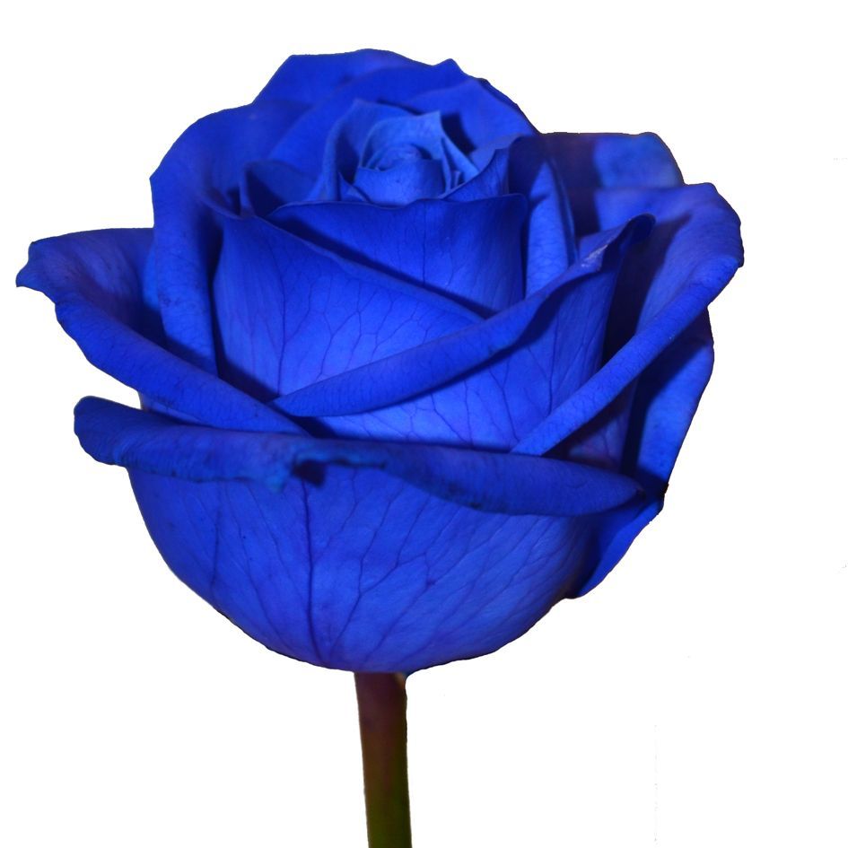 Роза синяя - соберите букет